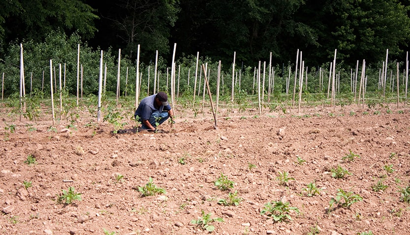 En este momento estás viendo Una gran oportunidad para el agro Colombiano